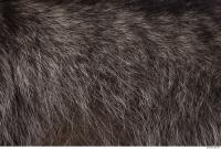 raccoon fur 0002